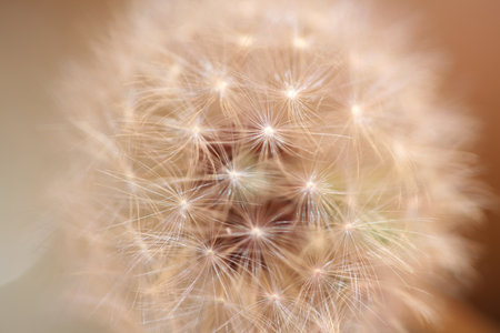 Wild flower blossoming close up taraxacum officinale dandelion blow ball asteraceae family botanical...