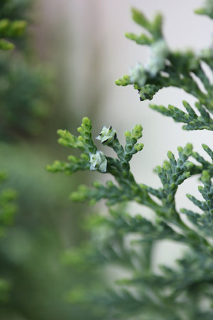 Fruit close up background juniperus thurifera family cupressaceae big size high quality botanical printsの写真素材