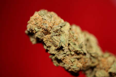 Dry and trimmed weed buds close up bubble gum variety of medicinal marijuana cure botanical background big size high quality instant stock photography printsの写真素材