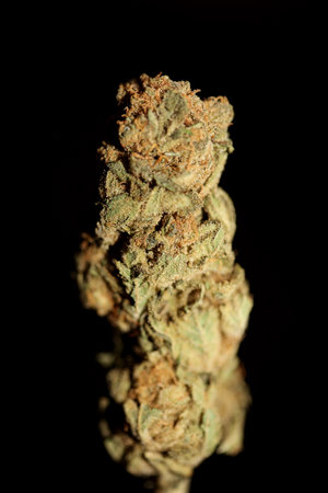 Dry and trimmed weed buds close up bubble gum variety of medicinal marijuana cure botanical background big size high quality instant stock photography printsの写真素材