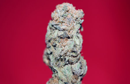 Dry and trimmed weed buds close up bubble gum variety of medicinal marijuana cure botanical background big size high quality instant stock photography printsの写真素材