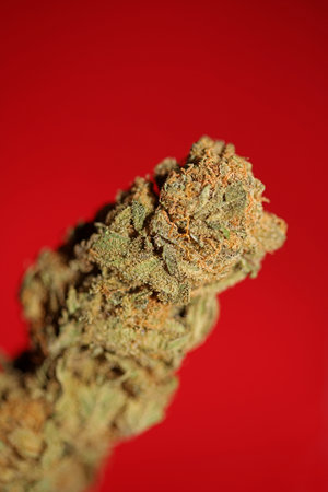 Dry and trimmed weed buds close up bubble gum variety of medicinal marijuana cure botanical background big size high quality instant stock photography printsの写真素材
