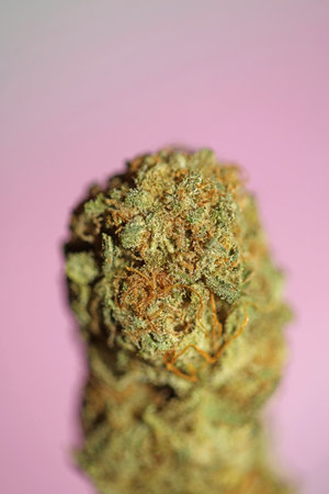 Cannabis bud macro super bubble gum smoking all day mania medical marihuana neonicotinoids stuff fifty megapixels modern botanical dope instant stock photography printsの写真素材