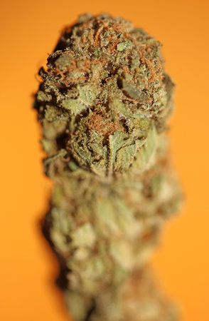 Cannabis bud macro super bubble gum smoking all day mania medical marihuana neonicotinoids stuff fifty megapixels modern botanical dope instant stock photography printsの写真素材
