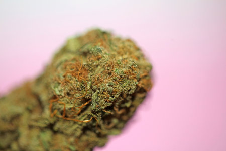 Cannabis bud macro super bubble gum smoking all day mania medical marihuana neonicotinoids stuff fifty megapixels modern botanical dope instant stock photography printsの写真素材