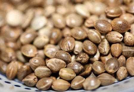 Cannabis many weed seeds made in Holland close up modern botanical medical background high quality big size instant stock photography printsの写真素材