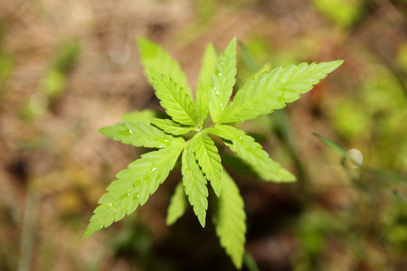 Baby cannabis plant the vegetative stage of marijuana growing seedling close up on nature green background for the production essential cbd oil in medicinal preparations big size high quality printsの写真素材
