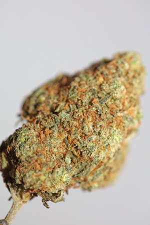 Cannabis medical bud super lemon haze close up stoned time high moments legalize it Amsterdam season background high quality focus stack fifty megapixels printsの写真素材