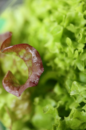 Green fresh cultivated lettuce salad leaves close up foliage texture bio nature wallpaper big size high quality instant stock photography printsの写真素材