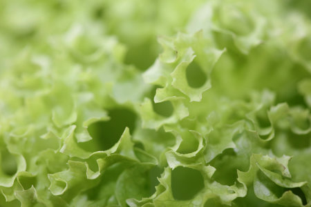 Green fresh cultivated lettuce salad leaves close up foliage texture bio nature wallpaper big size high quality instant stock photography printsの写真素材