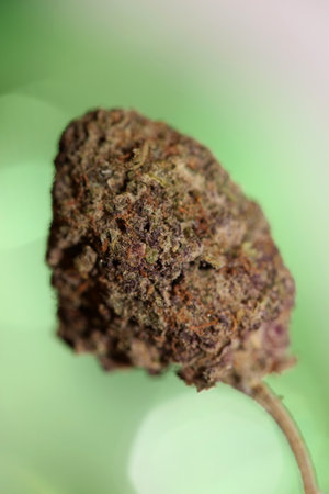 Cannabis legalization in Deutschland 2023 wann ist Kiffen legal? Cannabis bud super Lemon Haze skunk medical grass rauchen ohne ende macro background high quality focus stack fifty megapixels printsの写真素材