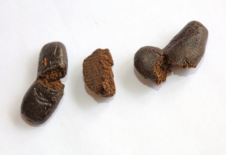 Maroccan fresh cannabis pollen close up filtered hash extraction amazing super dry Nepal hashish...