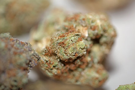 Cannabis various buds super private collection medical marihuana grass mania macro background high...