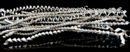 Twisted  steel  shavings on black background                          の写真素材