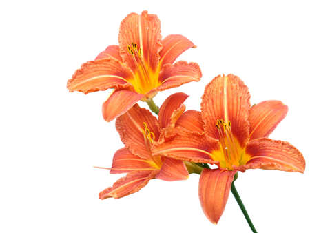 Light orange lily flowers isolated on whitebackgroundの写真素材