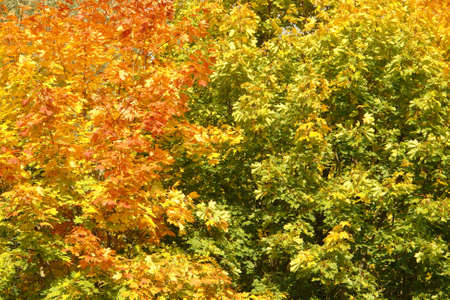   crown of a maple in  autumn                           