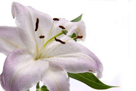 pink lilly isolated on white backgroundの写真素材