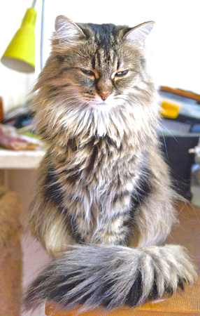 the cat is sitting in the room on the table and squintingの写真素材