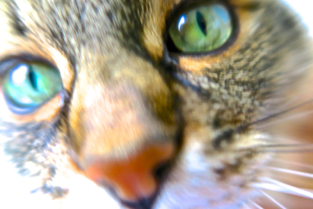 Moscow / Russia - July 14, 2017 - The cat  looking into your eyesのeditorial素材