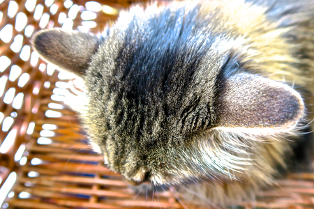 view of the cat which siting in the box and his earsの写真素材