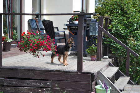 German Shepherd puppyのeditorial素材