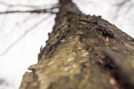 Bark of a tree at a cloudy dayの写真素材