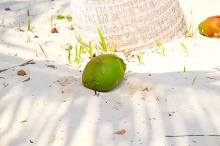 Coconut