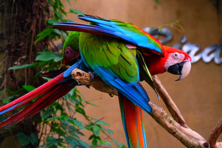 Two beautiful macaw ara playing