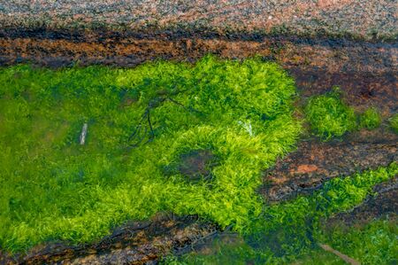 Seaweed on rocks
