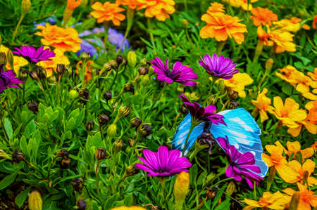 Flowers in Canada paintの写真素材