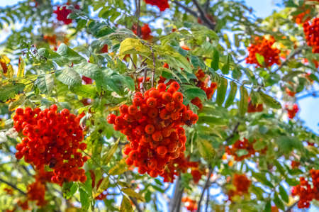Mountain ash in Canada