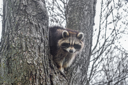 A wild raccoon looks up while it looks for food at Mont royal parkの写真素材