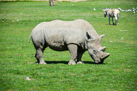 Rhino safari in Quebec, Canada.の写真素材