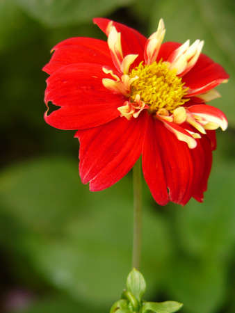 Red Flowerの写真素材