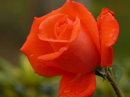 Wet Roseの写真素材