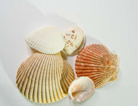 Five seashells