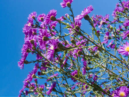 A bunch of purple flowers looking into cloudless skyの写真素材