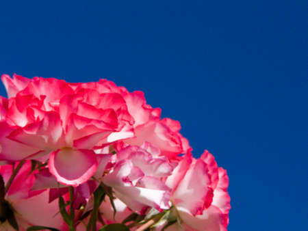 A group of roses looking into blue skyの写真素材