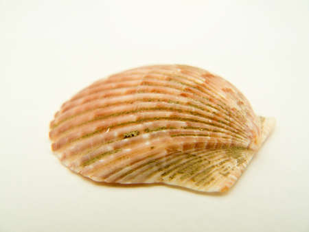 Lone brown seashell with a white backgroundの写真素材