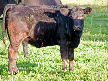 A group of calves and cows out in an evening rain shower.の写真素材