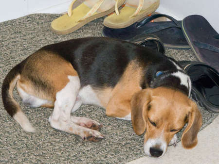 A Beagle laying on a rug next to flip-flopsの写真素材
