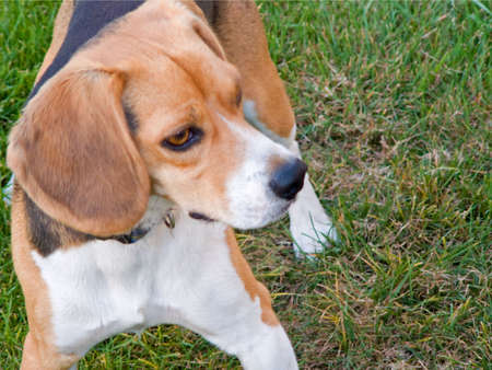 Close up of Beagle looking away from the pictureの写真素材