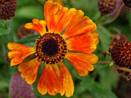 Beautiful orange and yellow flower in its last daysの写真素材