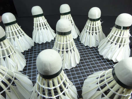 shuttlecocks on a badminton racket の写真素材