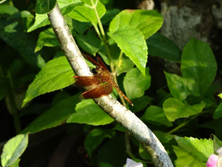 red dargon fly  on a twigs