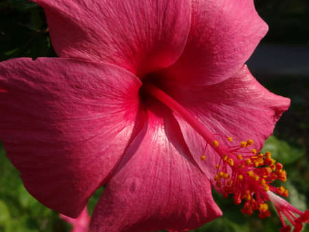 A red hibiscus. Photo taken in Malaysiaの写真素材