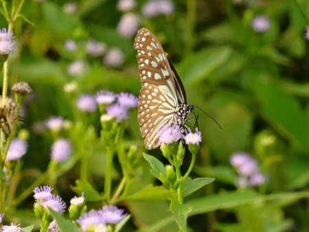 a grey  butterfly on a flower sucking nectar in a garden in Malaysia