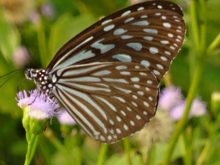 a grey  butterfly on a flower sucking nectar in a garden in Malaysiaの写真素材