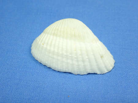 seashell on blue background