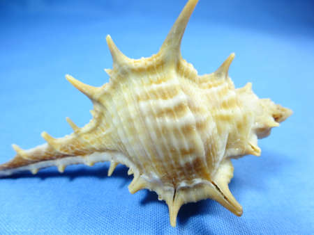 colourful seashell on blue background